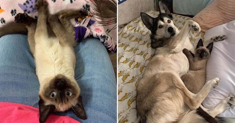 Gatita se encuentra en su camino a una perrita que ahora no quiere dejarla