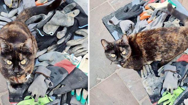 Gatita traviesa no deja de robar guantes de obrero para su colección