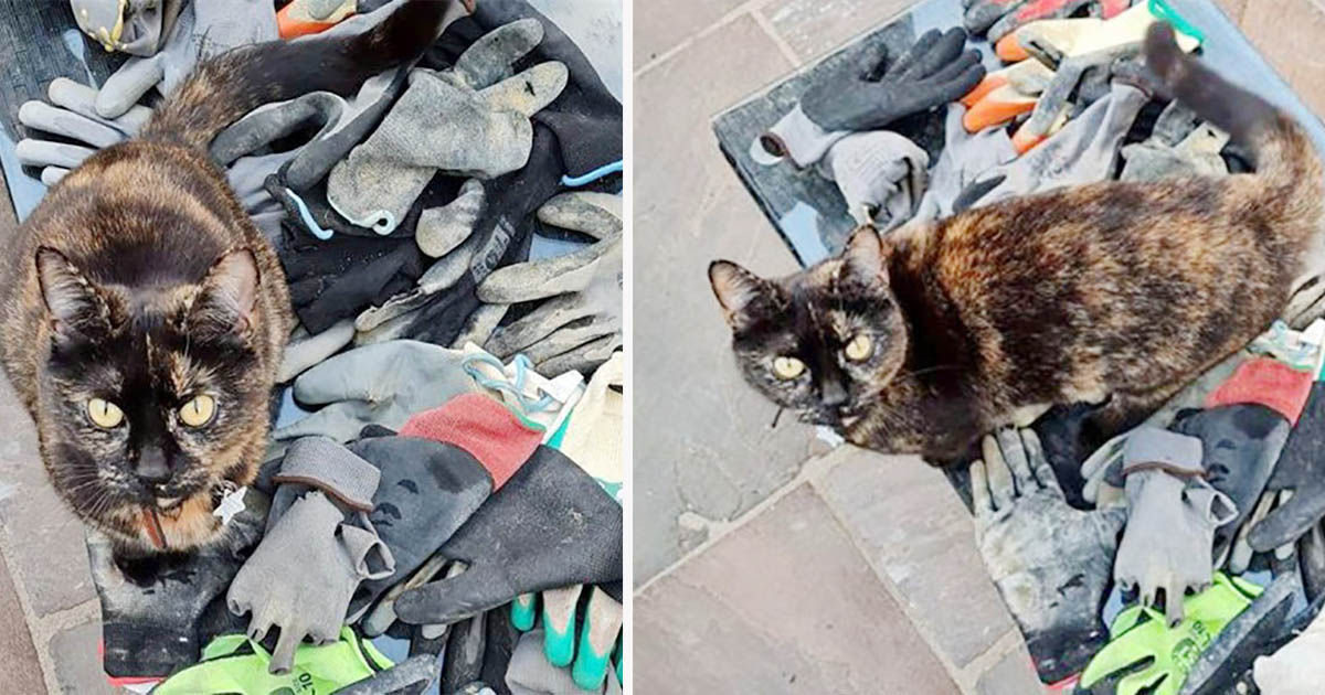 Gatita traviesa no deja de robar guantes de obrero para su colección
