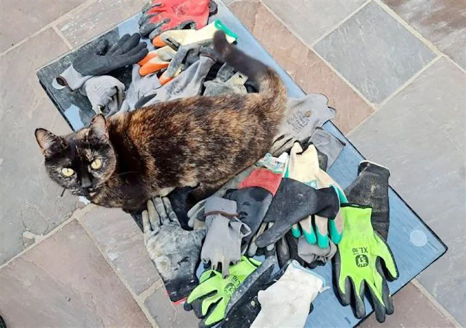 Gatita traviesa robar guantes de obrero