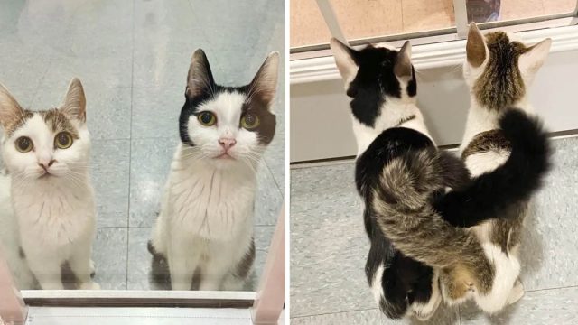 Gatitas crían 8 gatitos juntas esperan hogar