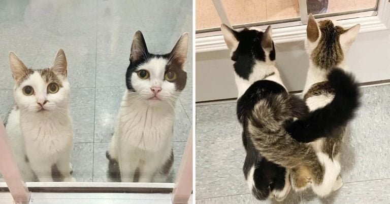 Gatitas que criaron a 8 gatitos juntas, esperan en la puerta de vidrio del refugio todos los días