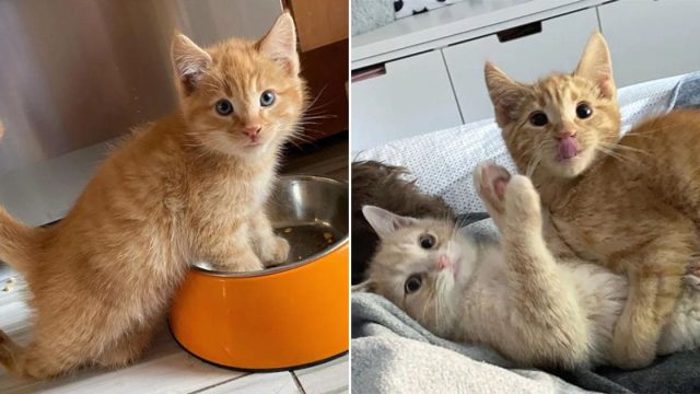 Gatito camina cuatro patas por primera vez