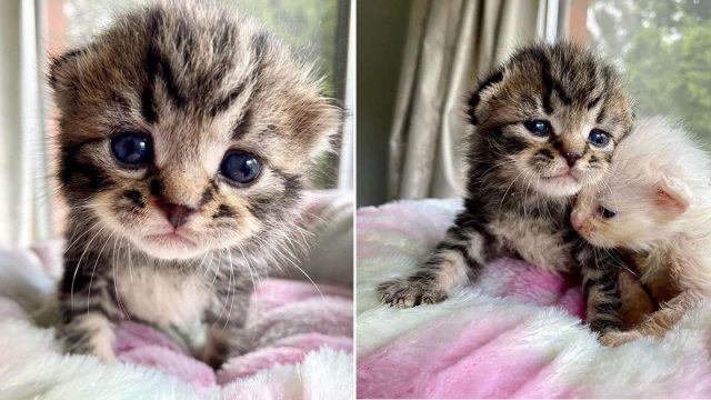 Gatito cuida de su único hermano
