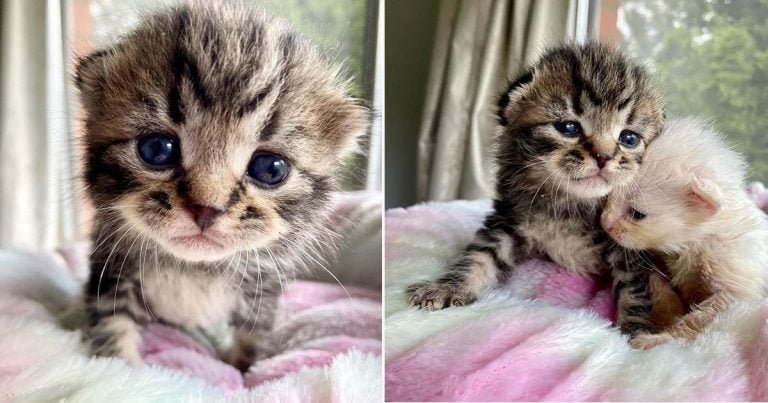 Gatito cuida de su único hermano después de ser encontrados justo a tiempo