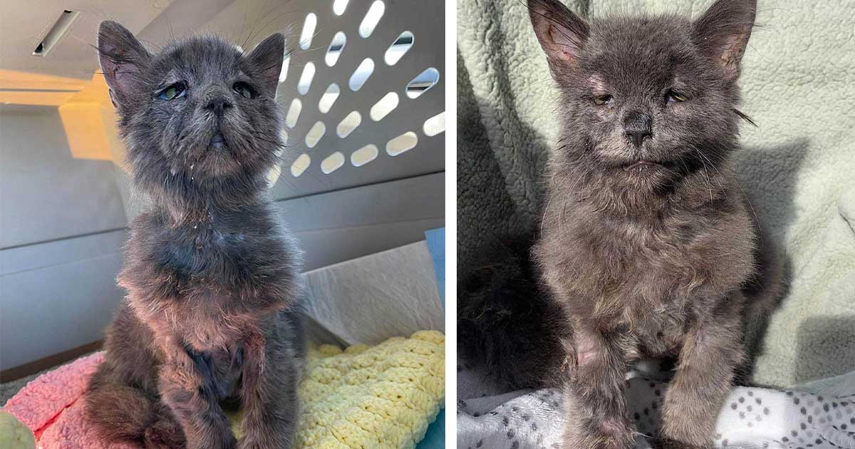 Gatito de 5 meses con un aspecto único está muy feliz de ser querido