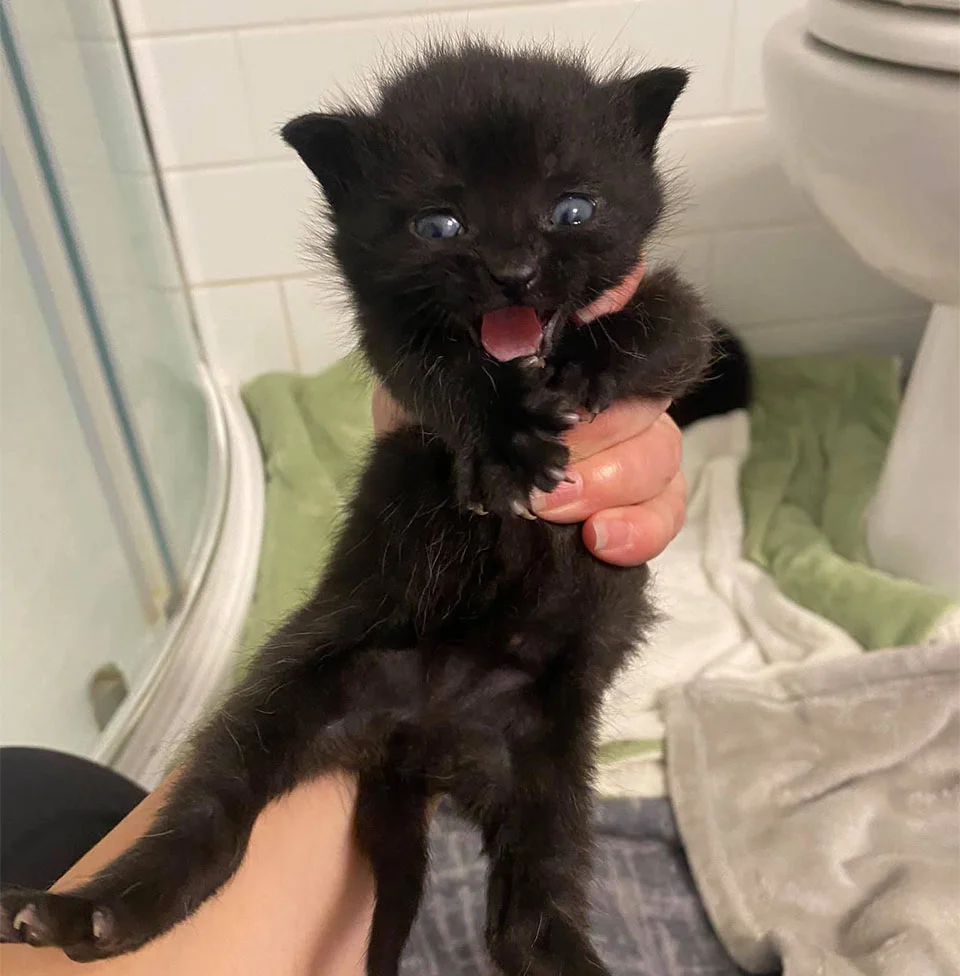 Gatito enérgico
