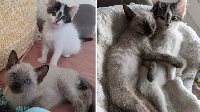 Gatito rescatado se ganó a la familia y los convenció de que adoptaran también a su amigo