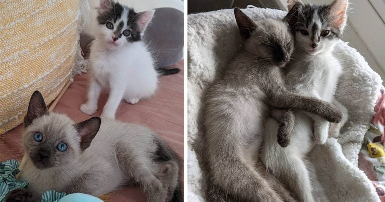 Gatito rescatado se ganó a la familia y los convenció de que adoptaran también a su amigo