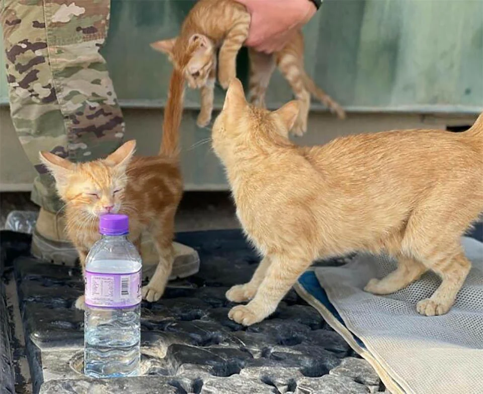 Gata a la que llamaron 'Sargento Bigotes' reconforta soldados junto a sus dos gatitos 7 Gatitos rescatados