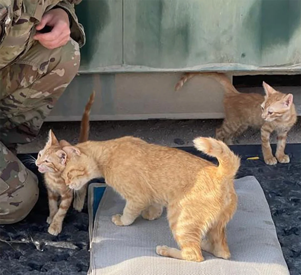 Gata a la que llamaron 'Sargento Bigotes' reconforta soldados junto a sus dos gatitos 6 Gatitos salvados