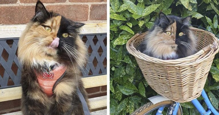 Hermosa gata quimera es una sensación debido a sus dos colores de pelaje