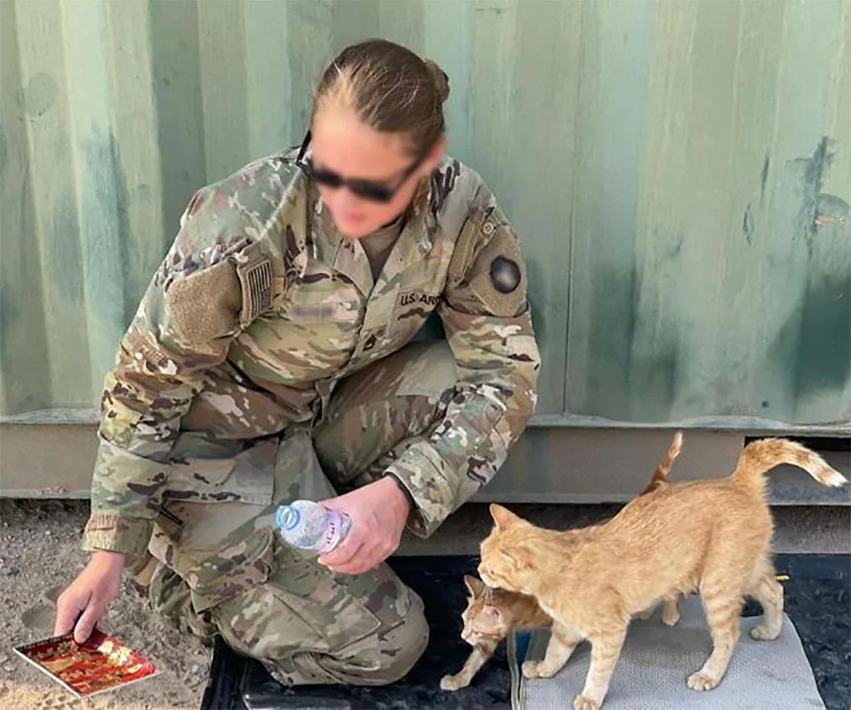 Gata a la que llamaron 'Sargento Bigotes' reconforta soldados junto a sus dos gatitos 5 Kelsey con gatita