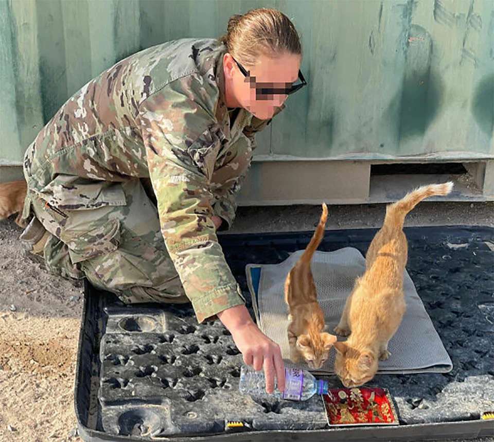 Gata a la que llamaron 'Sargento Bigotes' reconforta soldados junto a sus dos gatitos 4 Kelsey gatitos