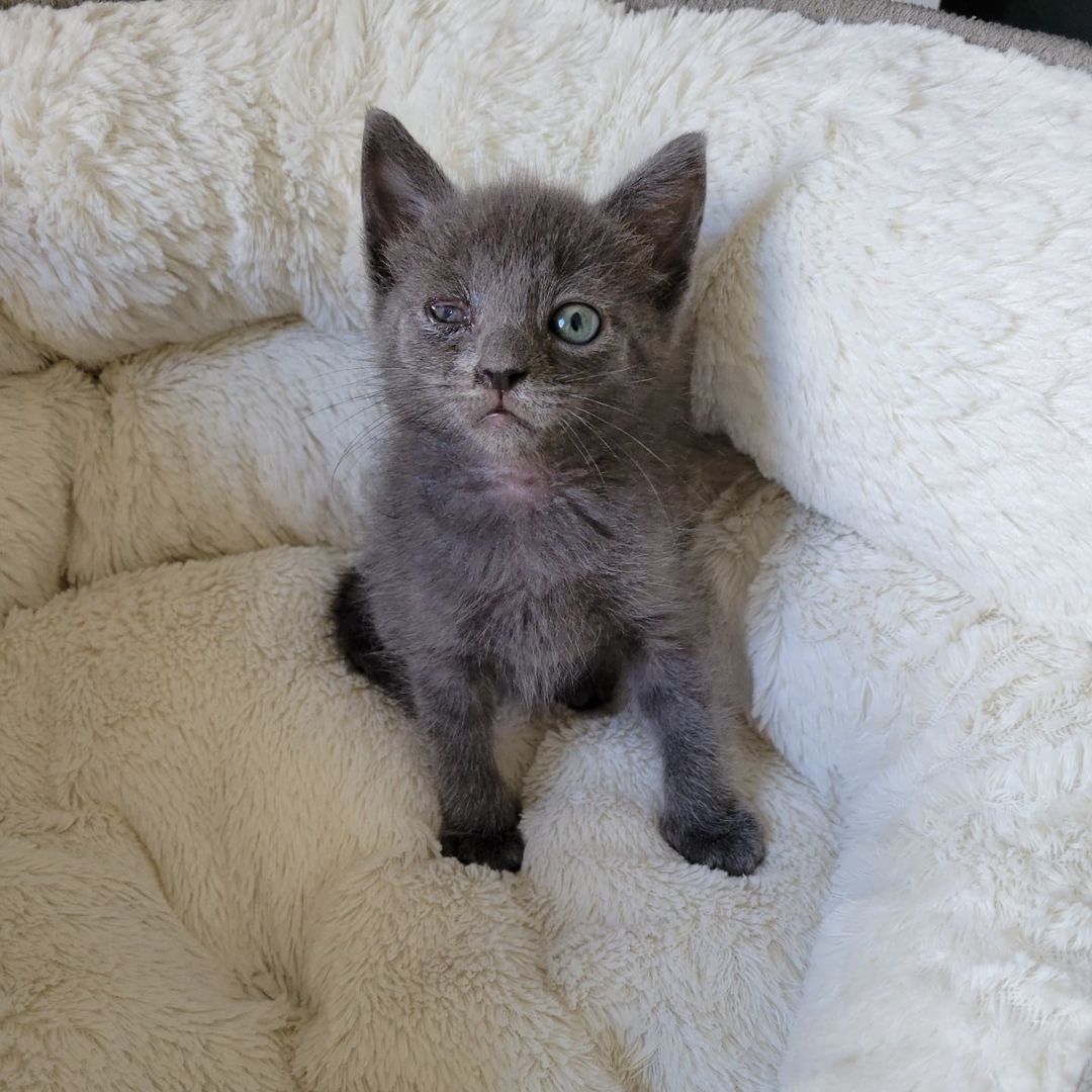 Gatita deambula por el patio en busca de ayuda y cambia su vida, haciéndose amiga de otro gatito 4 Pequeño gatito gris