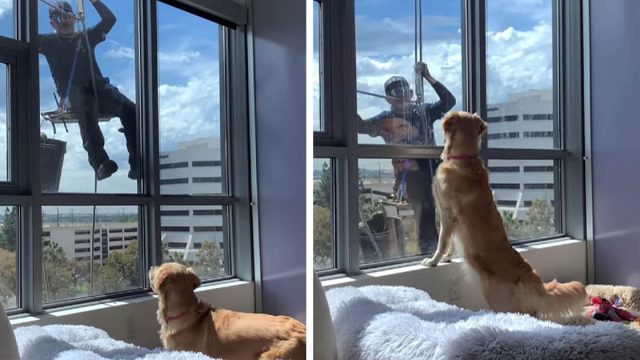 Perrita no entiende por qué el chico que está afuera de la ventana no juega con ella