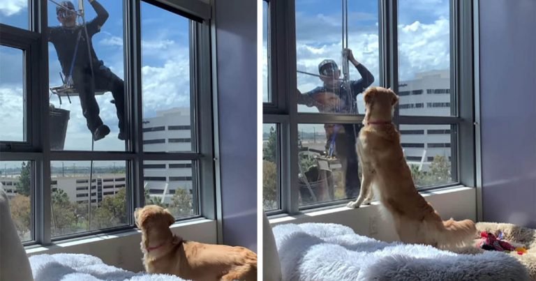 Perrita no entiende por qué el chico que está afuera de la ventana no juega con ella