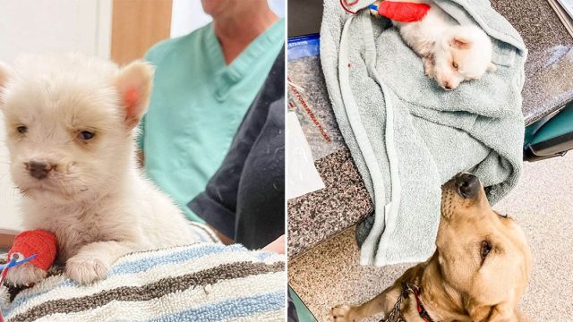 Perro grande y dulce cuida pequeña cachorra
