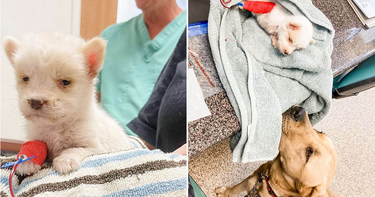 Perro grande y dulce cuida pequeña cachorra