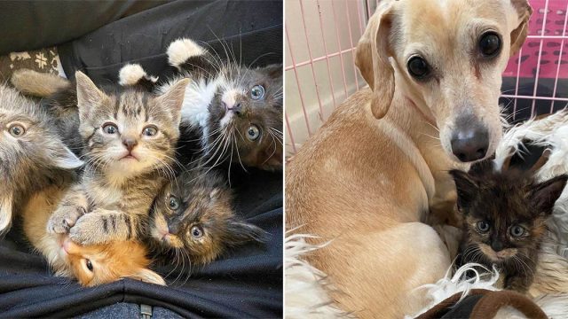 5 gatitos que anhelan a su mamá