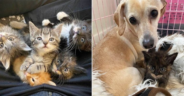 5 gatitos que anhelan a su mamá, se enamoran completamente de una perrita que ama a los gatos