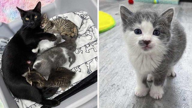 Gata abandonada junto a sus gatitos en un edificio está muy agradecida cuando una mujer la ayuda