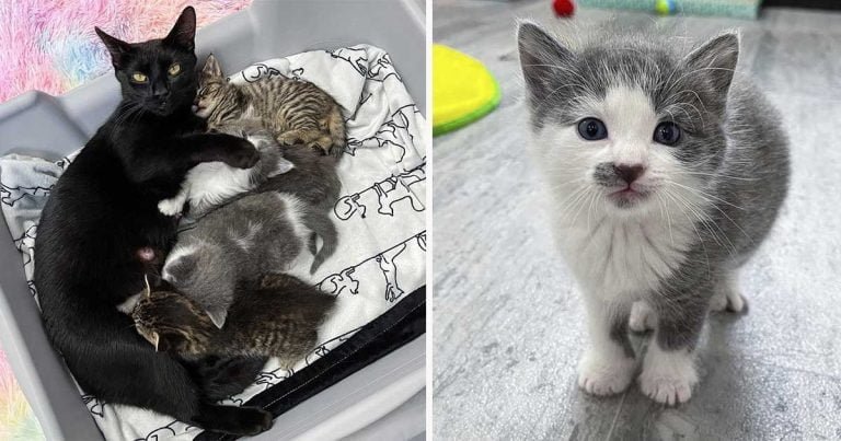 Gata abandonada junto a sus gatitos en un edificio está muy agradecida cuando una mujer la ayuda