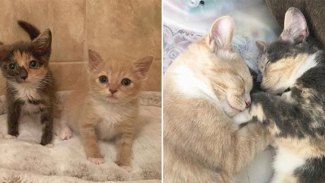 Gatito está feliz de reunirse con su compañera