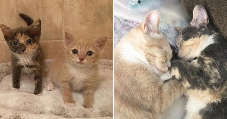 Gatito está tan feliz de reunirse con su compañera de camada después de recuperarse