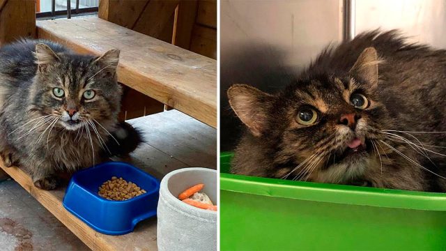 Gato vuelve con la mujer que fue amable con él y decide que está listo para dejar la vida en las calles