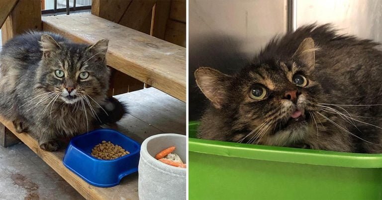 Gato vuelve con la mujer que fue amable con él y decide que está listo para dejar la vida en las calles