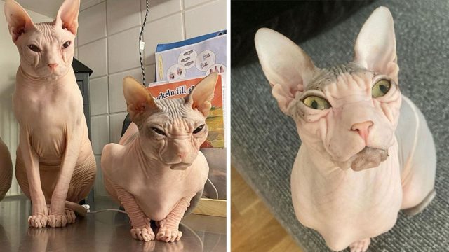 Gatos sin pelo caras permanentes mal humor