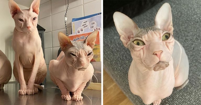 Adorables gatos sin pelo tienen caras permanentemente de mal humor
