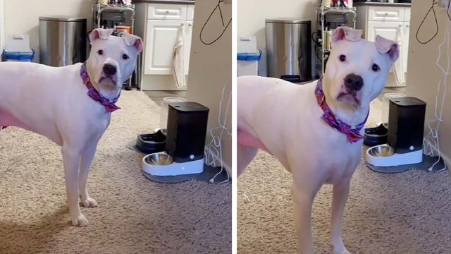 Perrita impaciente se enoja con su nuevo comedero automático para perros
