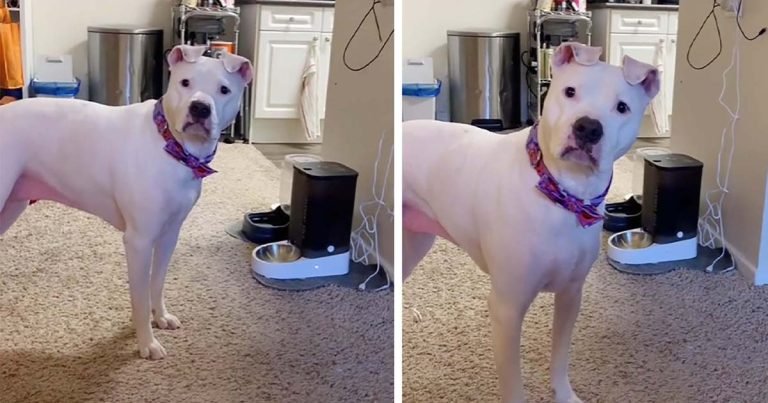 Perrita impaciente se enoja con su nuevo comedero automático para perros