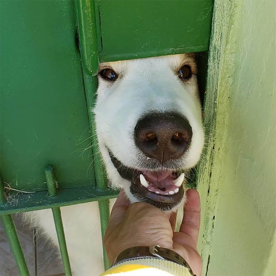 Cartero se toma selfies con los animales de los que se hace amigo mientras está en su trabajo 8 Perrito saludando