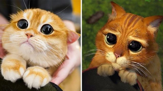 Adorable gato se parece al Gato con Botas