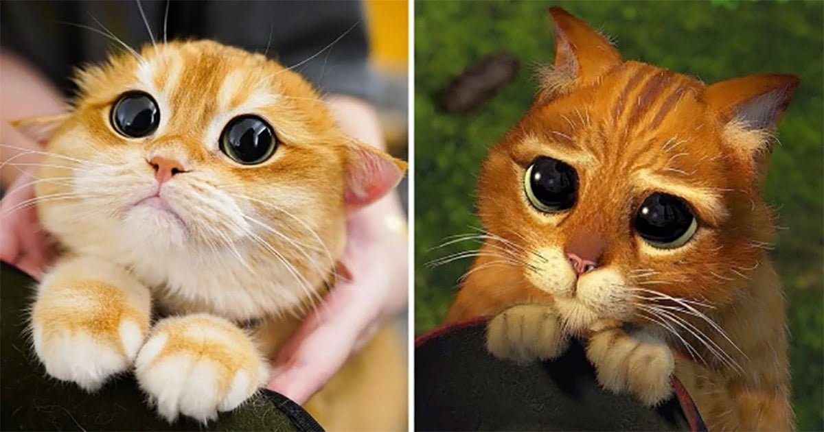 Adorable gato se parece al Gato con Botas
