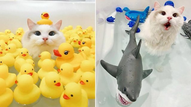 Este Gato ama tanto bañarse