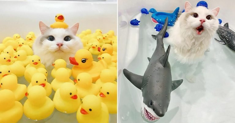 Este gato ama tanto bañarse que a sus hermanos también les empezó a gustar