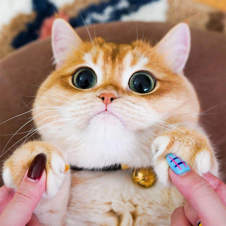 Este adorable gato Shrek