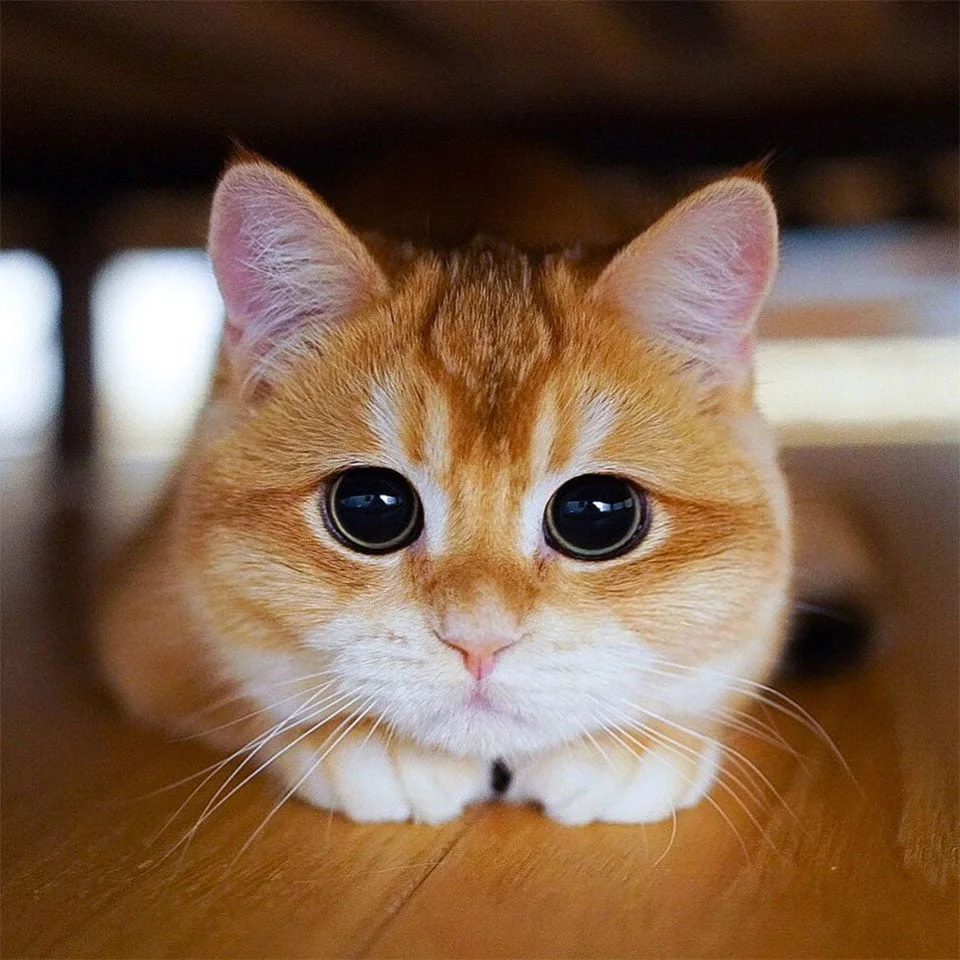 Este adorable gato