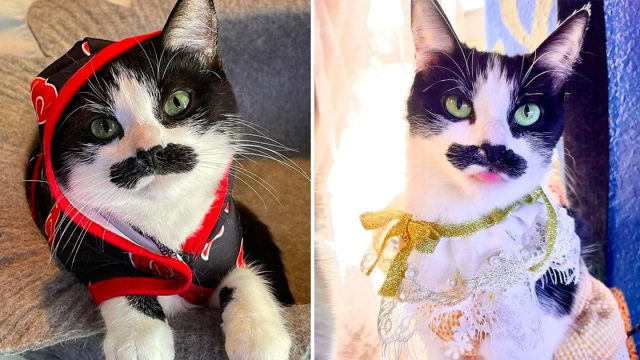 Gata nació bigote vuelve viral