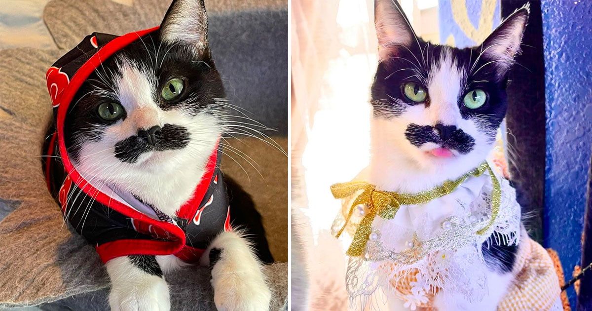 Gata nació bigote vuelve viral