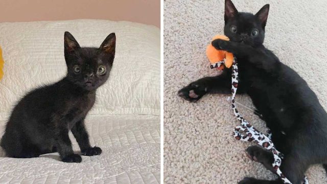 Gatita con un rostro excepcionalmente perfecto salió de las calles y no podría ser más feliz