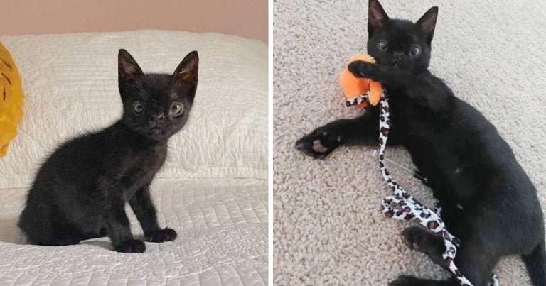 Gatita con un rostro excepcionalmente perfecto salió de las calles y no podría ser más feliz