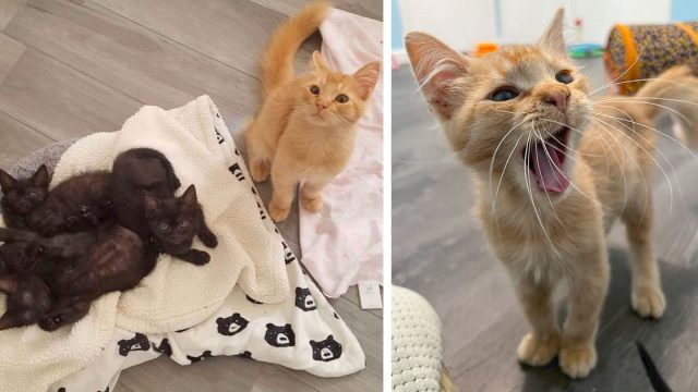 Gatito salta cerca unirse camada gatitos pqeueños