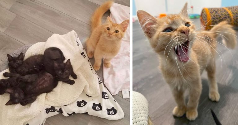 Gatito salta la cerca para unirse a una camada de gatitos más pequeños y decide ayudar a cuidarlos