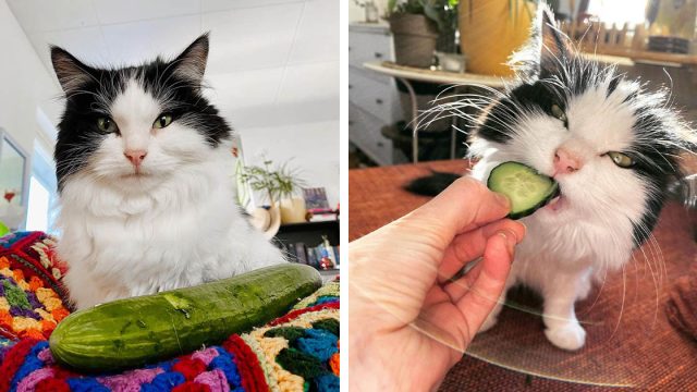 La comida favorita de este gato son los pepinos