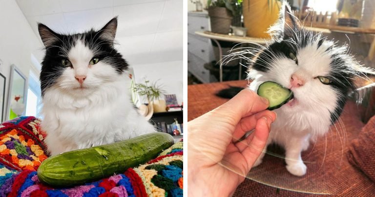 La comida favorita de este adorable gato son los pepinos